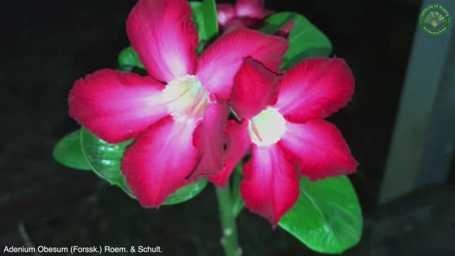 Adenium Obesum (Forssk.) Roem. & Schult. | Cacti & Succulents | ?? Panama |