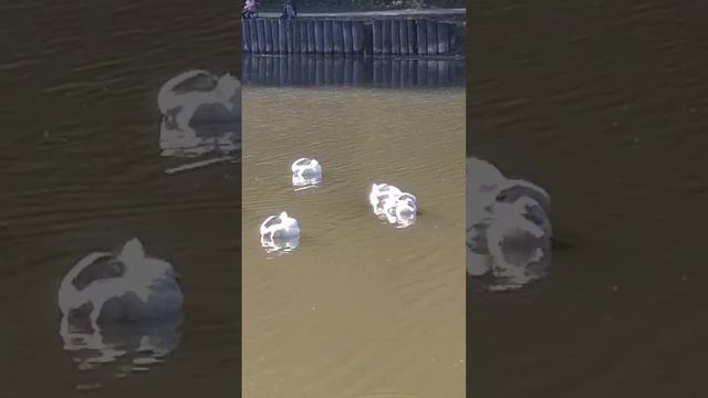Царицыно, лебеди спят