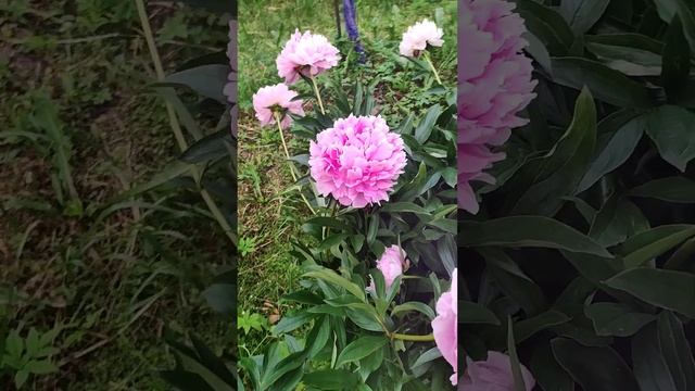 Peony Sarah Bernard in my garden. Пион Сара Бернар в моем саду. смотреть онлайн