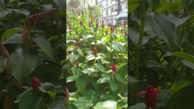 Costus Barbatus, Costus Woodsonii, Indian Head Ginger  Or Spiral Ginger Is Perennial Plant  #shorts