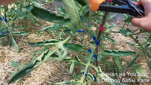 Как при помощи тапенера или степлера для подвязки растений, быстро подвязать томаты в саду. смотреть онлайн