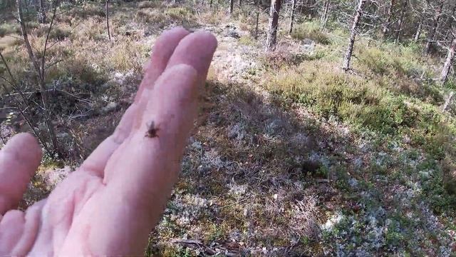 Звери кусачие. Лосиные мухи, они же оленьи вши. смотреть онлайн