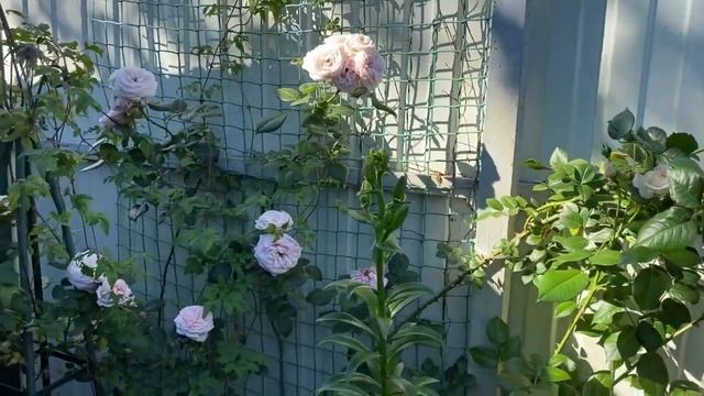 Розы в моем саду! Несколько уголков розового сада. Сорта роз? смотреть онлайн
