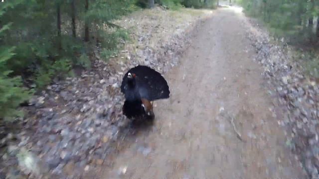 Нападение глухаря на человека в лесу/ опасно для жизни/ Дикие животные смотреть онлайн