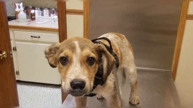 Малыш в ужасном состоянии лежал в траве посреди парка смотреть онлайн