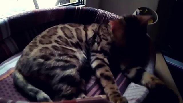 Бенгальская кошка смотреть онлайн