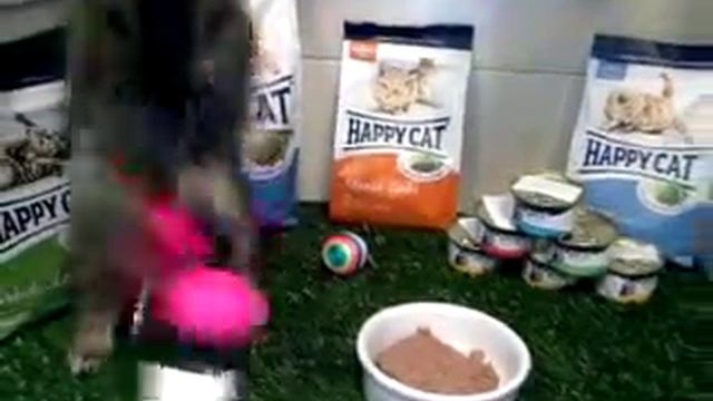 Котенок в добрые руки Динозаврик Сходненская смотреть онлайн