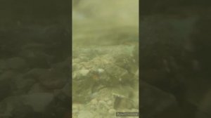 Партизанское золото Кучук-Узени