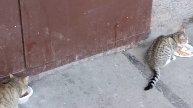 Серые полосатые коты 18.06.2020 смотреть онлайн