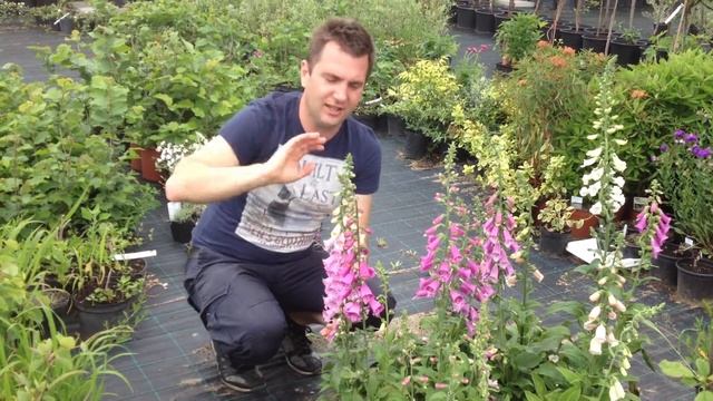 Digitalis purpurea - Piros gyűszűvirág vásárlás - Gyűszűvirág ültetése смотреть онлайн