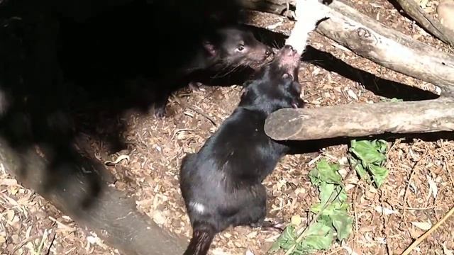 Тасманийский дьявол смотреть онлайн