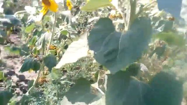 Подсолнух сорт Прометей смотреть онлайн