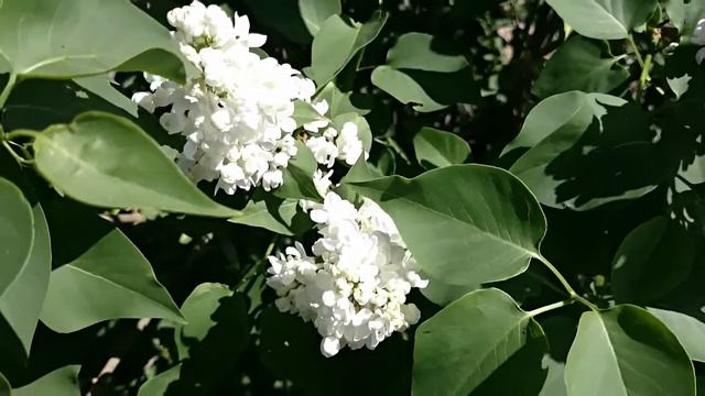 🌺Lilac 🌺 Сирень 🌺