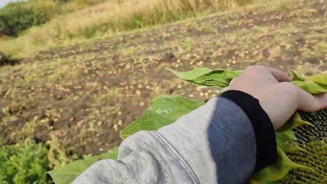 Копаем органический картофель на МТЗ 50 смотреть онлайн