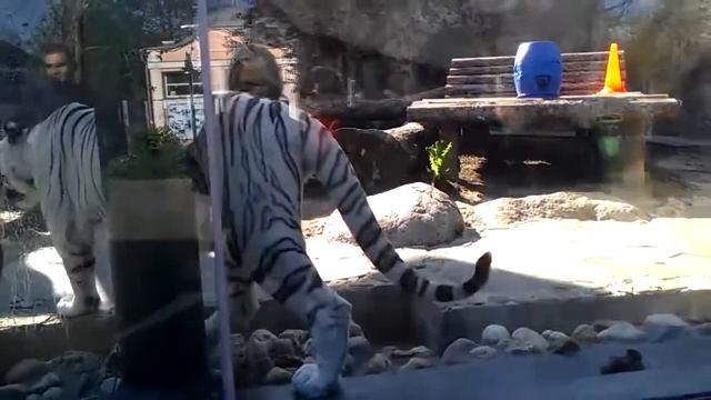 Московский зоопарк Белый тигр смотреть онлайн