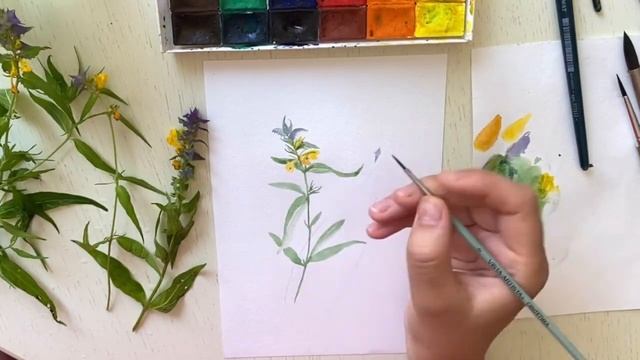 Ботаническая иллюстрация для начинающих. Рисуем Марьянник дубравный смотреть онлайн