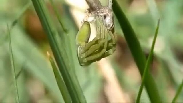 16032014 Mue Micrommata Ligurina