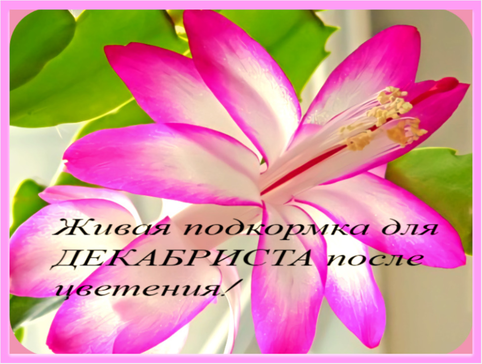 Что делать с декабристом после цветения?Что такое/Живая подкормка/необходимо делать это правильно! смотреть онлайн