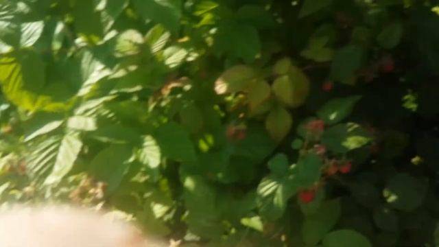 #Ши-тцу Филя на даче ест малину? смотреть онлайн