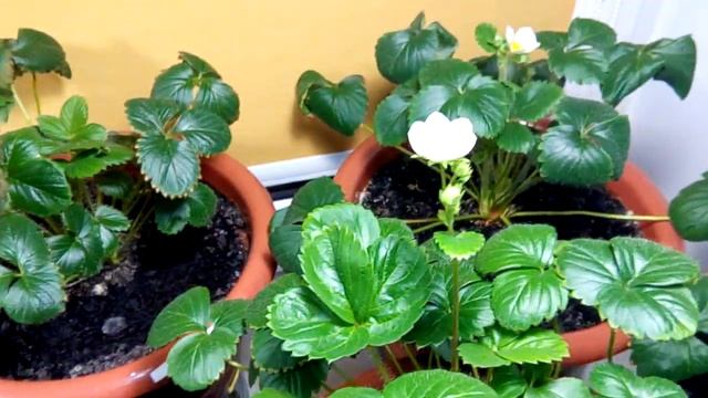 Выращивание клубника земляника strawberry на окне 04.01.18. Ура зацвела земляника Карамельки F1. смотреть онлайн