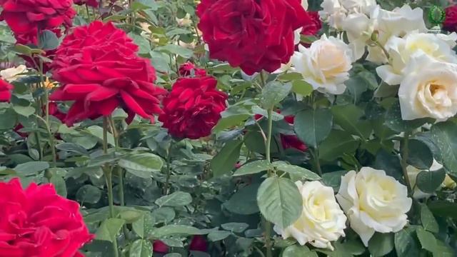 Сергей Чекалин — Солнце и розы смотреть онлайн