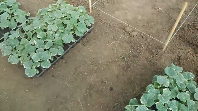 Высадка рассады огурца. смотреть онлайн