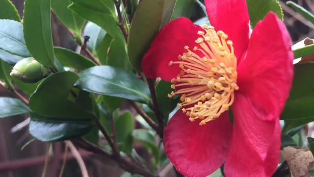 In the garden...short - January 18, 2016 - Red camellia blossoms