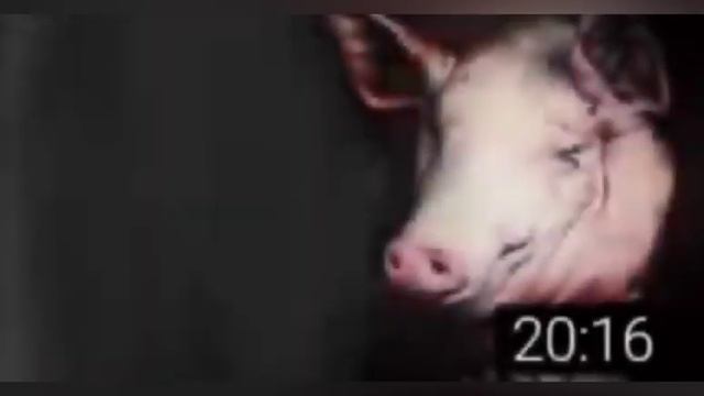 Свинтус придёт мем смотреть онлайн