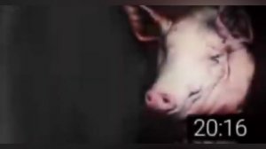 Свинтус придёт мем