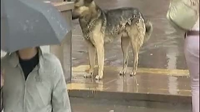 Бродячие собаки на тв смотреть онлайн
