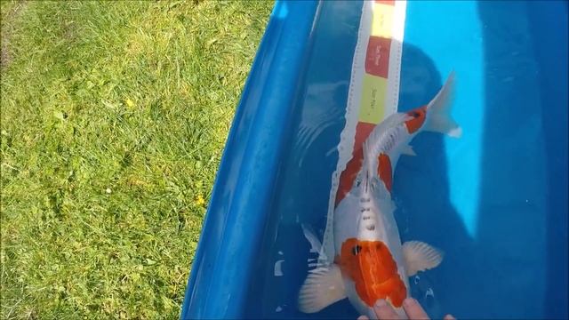 Koi Diary 82 - Koi measure and Photo and COSTIA! смотреть онлайн