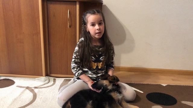 Как приучить щенка к пеленке. Немецкая овчарка смотреть онлайн