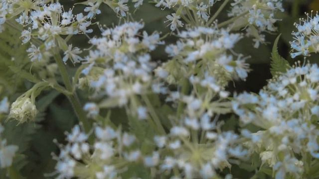 4K UHD ASMR 3D звук. Снятие стресса, расслабление, сон. Прогулка по лесной дороге, сирень, парк ВДН смотреть онлайн