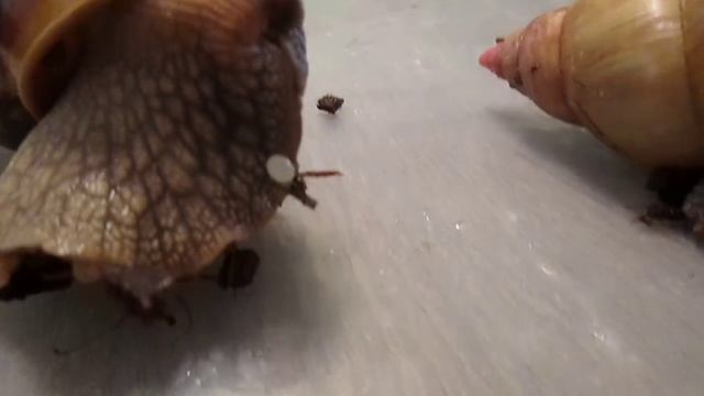 ура ахатины откладывают первые яйца! смотреть онлайн