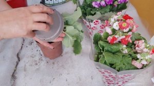 Примула Обконика пересадка,уход, размножение