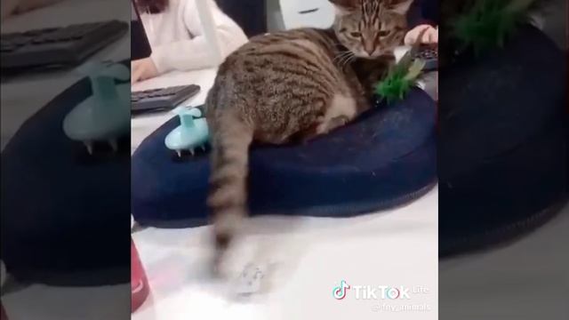 VID-20240114-WA0006.mp4