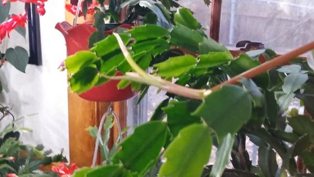 Schlumbergera truncata (That Filipina Grow Them, Too?) смотреть онлайн