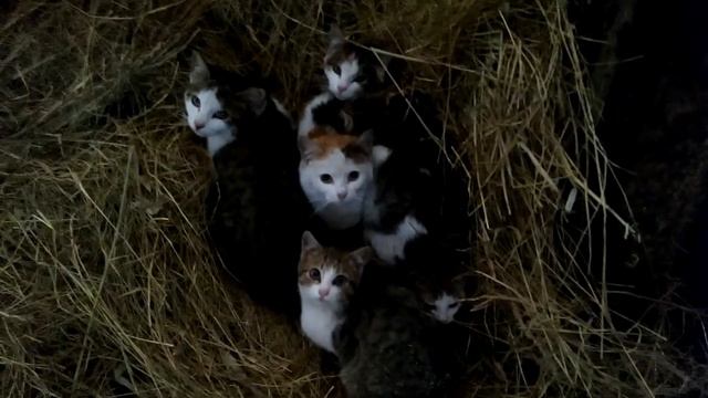 Работа на ферме в Польше. Пугливые коты. смотреть онлайн