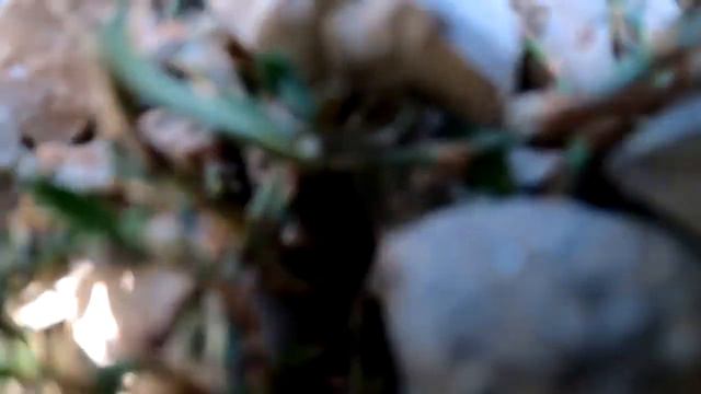 18+/ Питбуль против волка/ наподение волка на питбуля/ бой питбуля и волка смотреть онлайн