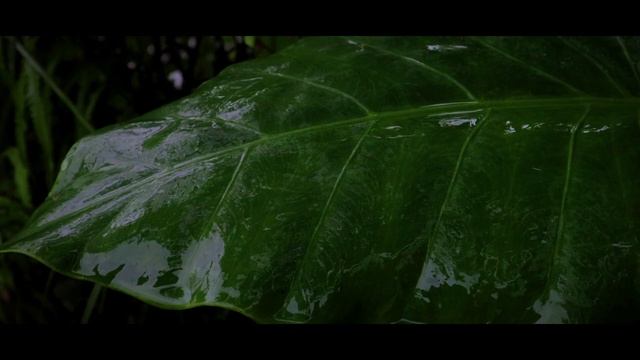 Rain - Canon EOS M200 (Kit Lens) - 4K Cinematic Video смотреть онлайн