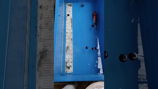 dimilin FB koi asli dan sudah ditest aman utk ikan смотреть онлайн