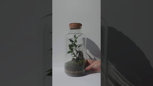 Фикус Бенджамина Classic M смотреть онлайн