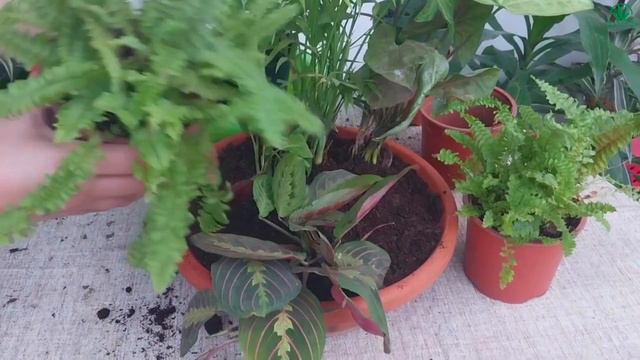Dish Garden Design | Beautiful Indoor Plant Arrangements смотреть онлайн