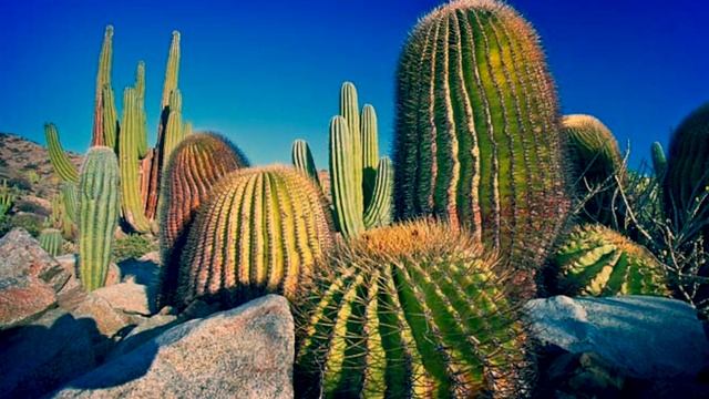 Какой самый большой кактус в Мире? смотреть онлайн