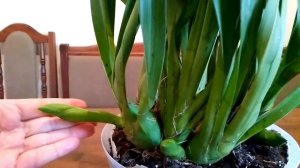 РАЗВИТИЕ ЦВЕТОНОСА У ЦИМБИДИУМА.СОДЕРЖАНИЕ НА ЭТАПЕ РАЗВИТИЯ ЦВЕТОНОСОВ