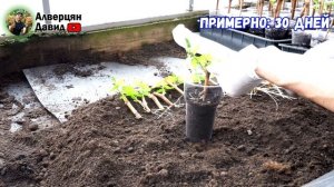 Когда нужно начинать проращивать черенки винограда?