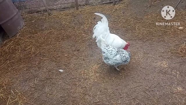 Теперь у нас грязь. А кому щаЗ леГко. #курица #куры #курятник #петуха #яйцо смотреть онлайн