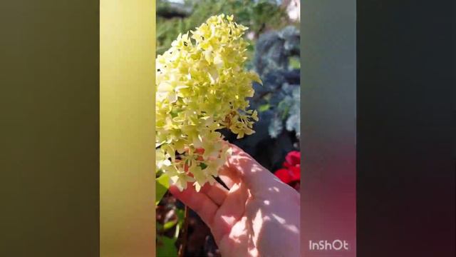 гортензия Скайфолл и её саженцы, Вологодчина. смотреть онлайн