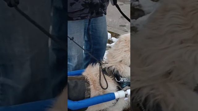 Инвалидная коляска для собаки из полипропиленовых труб смотреть онлайн