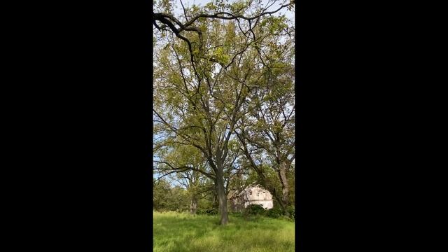 Black walnut trees, Juglans nigra, at Pawling Farm, Valley Forge смотреть онлайн